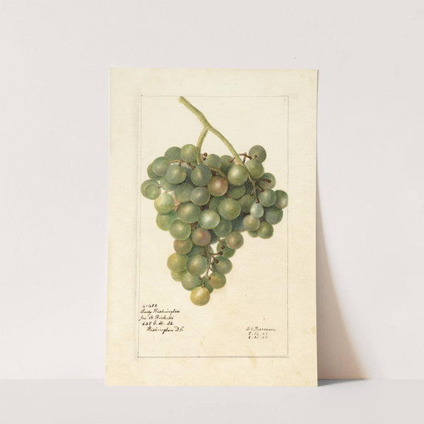 Vitis: Lady Washington by Deborah Griscom Passmore