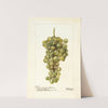 Vitis: Madelein Blanche de Jacques by Deborah Griscom Passmore