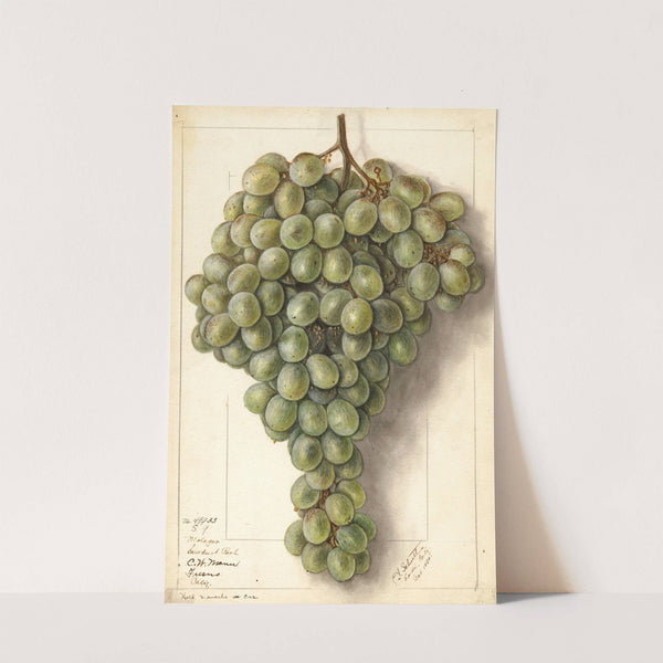 Vitis: Malaga by Ellen Isham Schutt