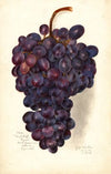 Vitis: Malakoff Isjum