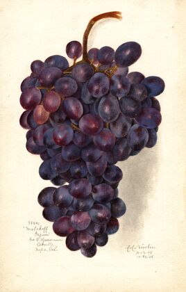 Vitis: Malakoff Isjum