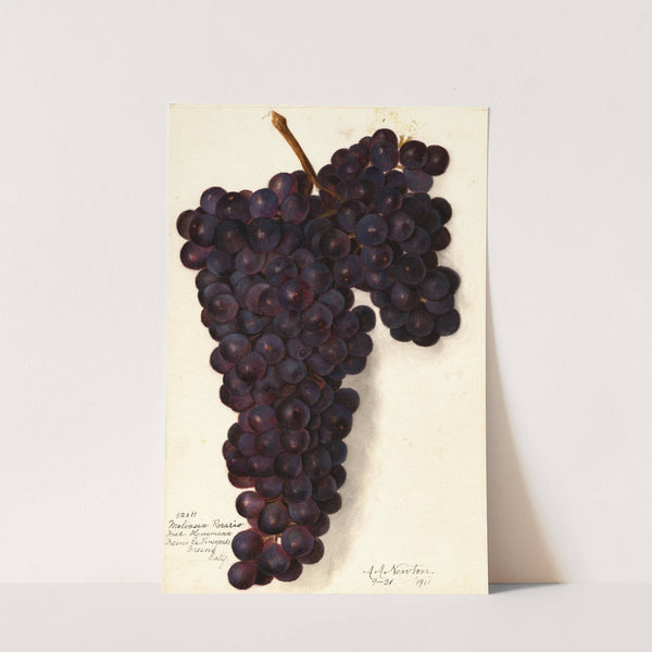 Vitis: Malvasia Rosario by Amanda Almira Newton