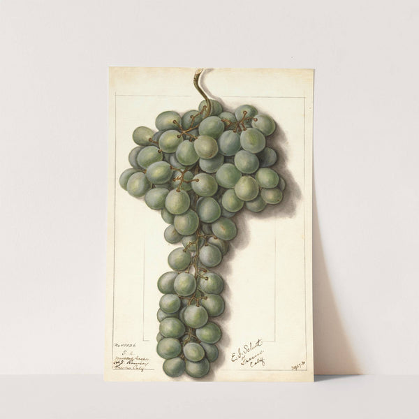 Vitis: Mascat by Ellen Isham Schutt