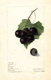 Vitis: Memory
