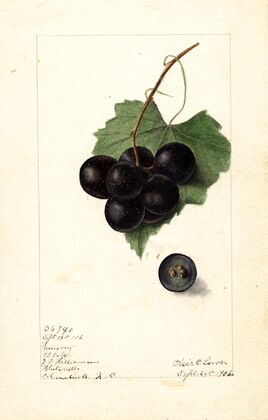Vitis: Memory