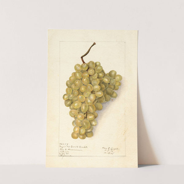 Vitis: Meyers No by Elsie E. Lower