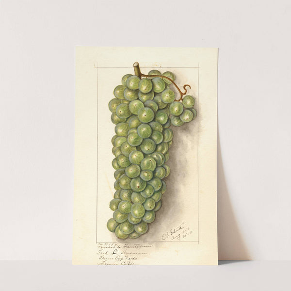 Vitis: Muscat de Frontignan by Ellen Isham Schutt