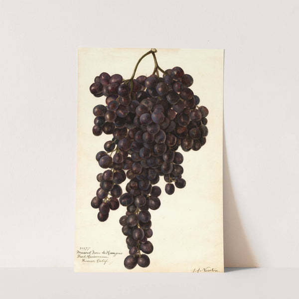 Vitis: Muscat Noir de Hangrie by Amanda Almira Newton