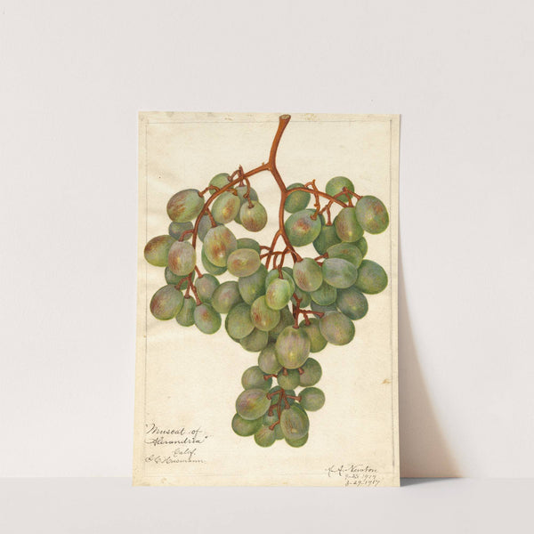 Vitis: Muscat of Alexandria by Amanda Almira Newton