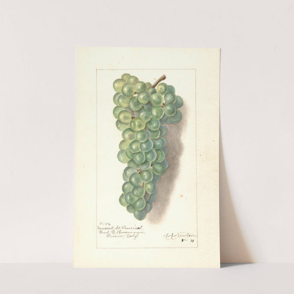 Vitis: Muscat St by Amanda Almira Newton