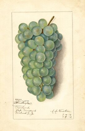 Vitis: Niagara