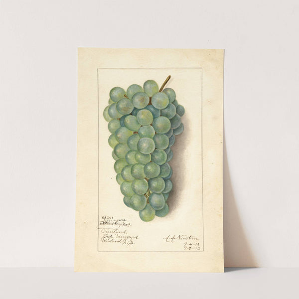 Vitis: Niagara by Amanda Almira Newton