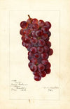 Vitis: No