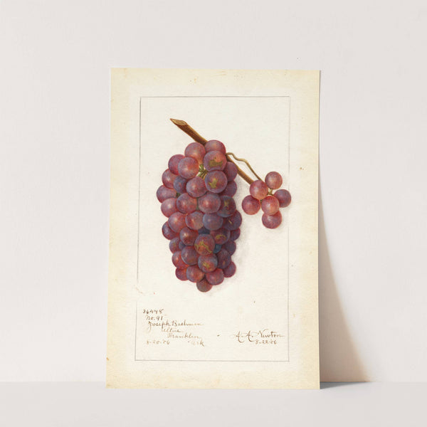 Vitis: No by Amanda Almira Newton