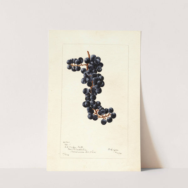 Vitis: No by Bertha Heiges