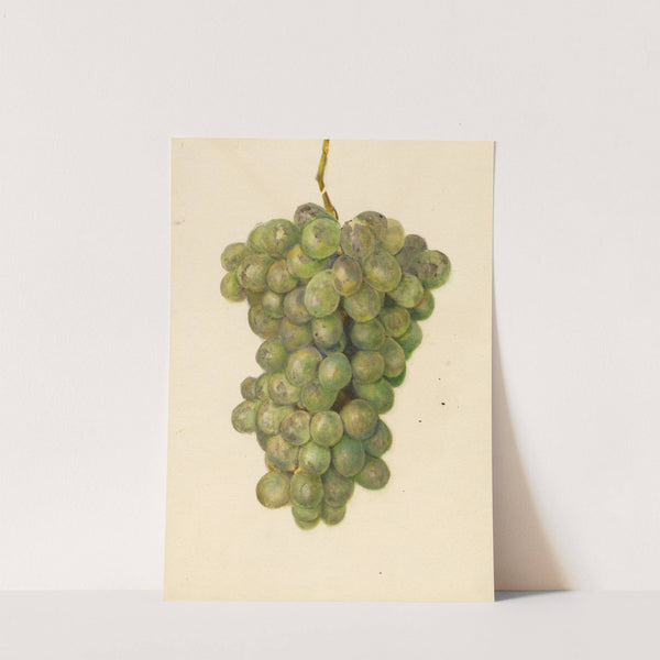 Vitis: Ontario by Amanda Almira Newton