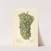 Vitis: Palarusa by Ellen Isham Schutt