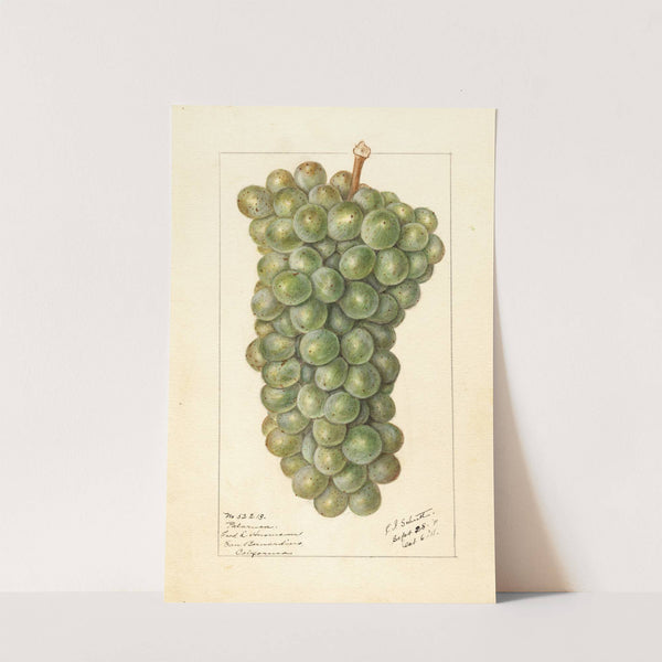 Vitis: Palarusa by Ellen Isham Schutt