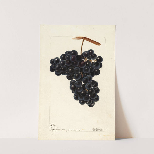 Vitis: Pawvur? by Deborah Griscom Passmore