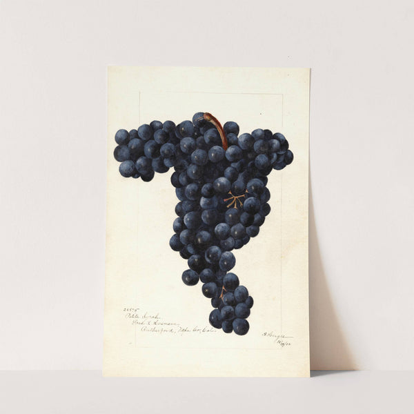 Vitis: Petite Syrah by Bertha Heiges