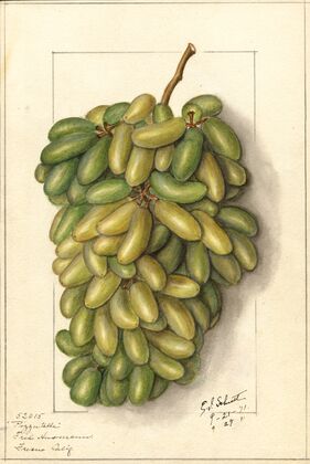 Vitis: Pizzutella