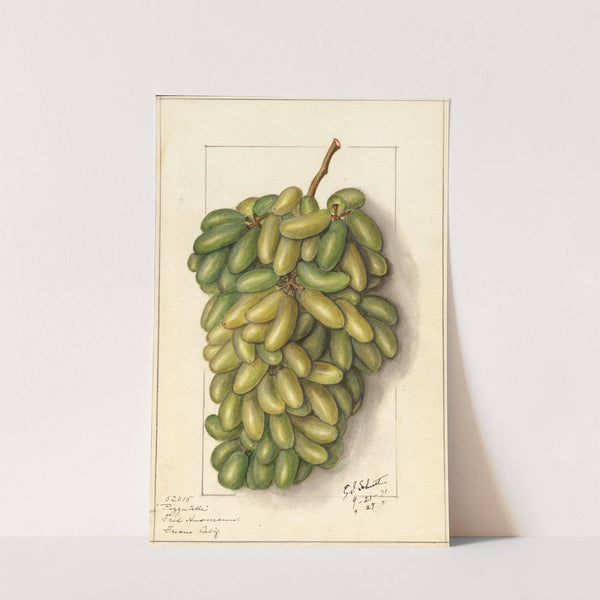 Vitis: Pizzutella by Ellen Isham Schutt