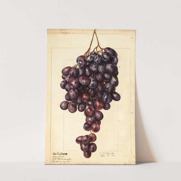 Vitis: Red Emperor by Ellen Isham Schutt