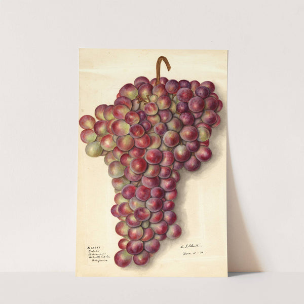 Vitis: Rodites by Ellen Isham Schutt