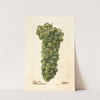Vitis: Sawignon Vert by Deborah Griscom Passmore