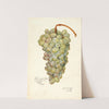 Vitis: Scheradzouli Blanc by Amanda Almira Newton