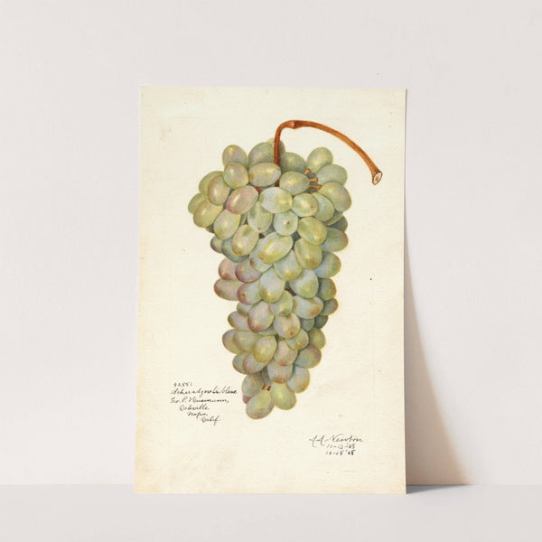 Vitis: Scheradzouli Blanc by Amanda Almira Newton