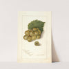 Vitis: Scuppernong by Amanda Almira Newton