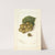Vitis: Scuppernong by Amanda Almira Newton