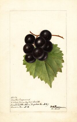 Vitis: Smiths Improved
