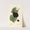 Vitis: Sugar Pulp by Ellen Isham Schutt