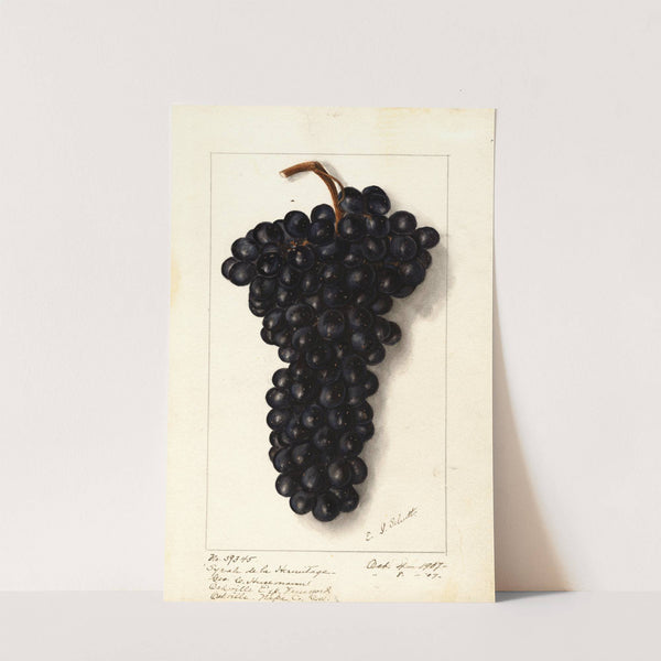 Vitis: Syrah de la Hermitage by Ellen Isham Schutt