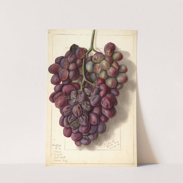 Vitis: Takayo by Ellen Isham Schutt