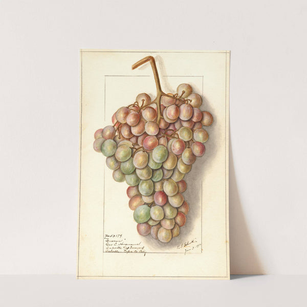 Vitis: Teneron by Ellen Isham Schutt