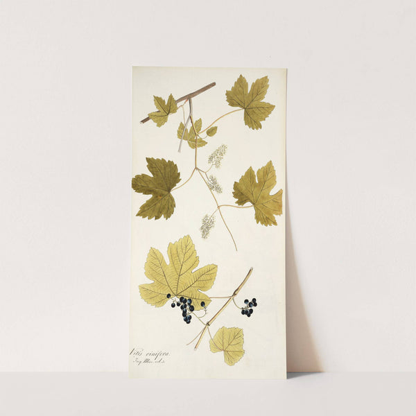 Vitis vinifera by Nikolaus Joseph Freiherr von Jacquin