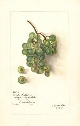 Vitis: White Southern