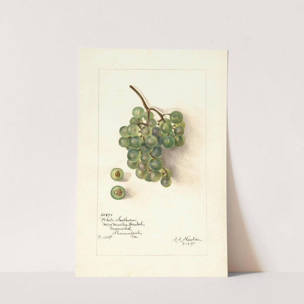 Vitis: White Southern by Amanda Almira Newton