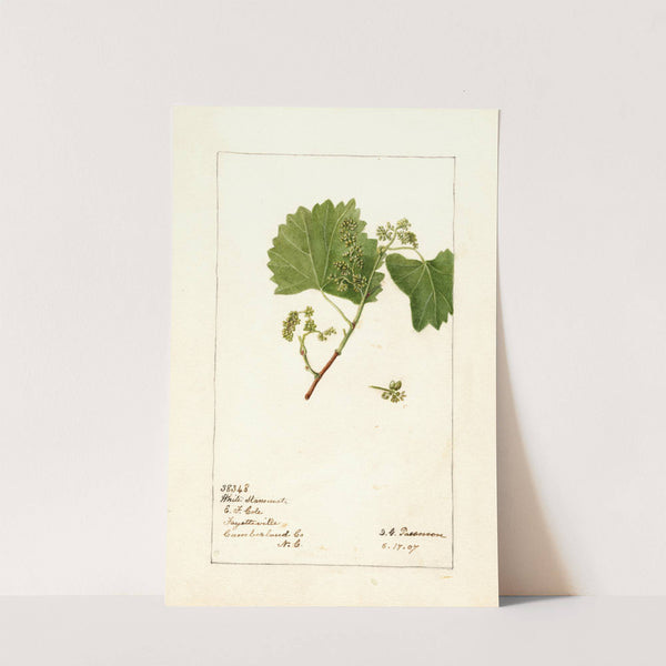 Vitis: White Staminate by Deborah Griscom Passmore