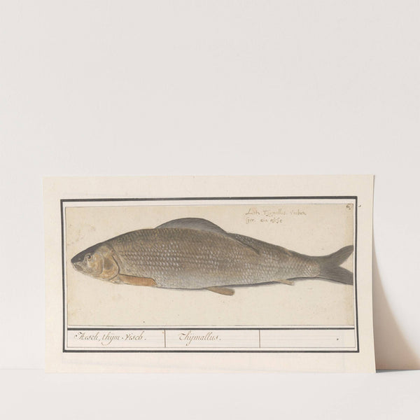 Vlagzalm (Thymallus thymallus) Hesch, thijm-visch. Thijmallus (1596-1610) by Anselmus Boëtius de Boodt