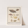 Vlinders en motten Motten. Papillons. (1596-1610) by Anselmus Boëtius de Boodt