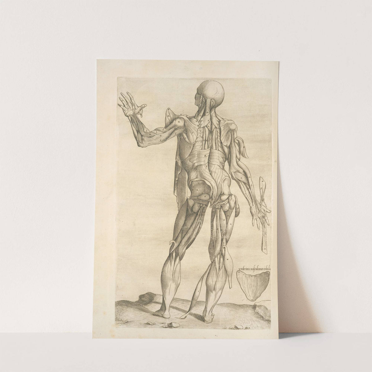 Vndecima musculorum tabula (1545) by Thomas Geminus