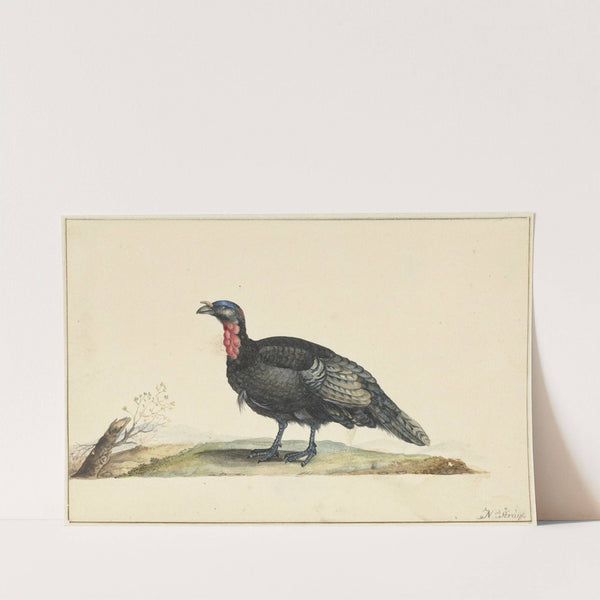 Vogel met zwarte veren en een rode krop, staande, naar links by Nicolaas Struyk