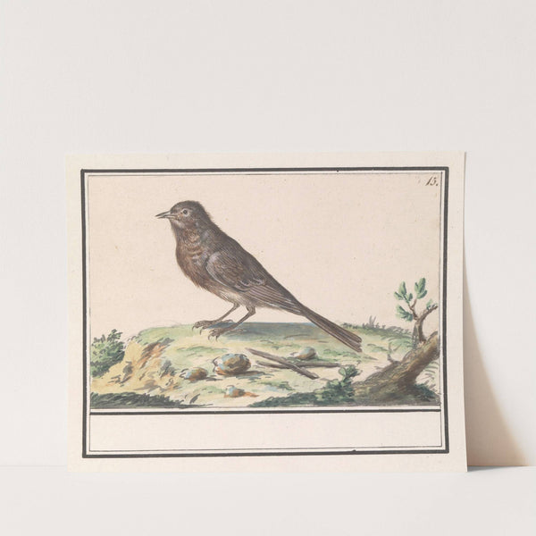 Vogel (onbekend). (1596-1610) by Anselmus Boëtius de Boodt