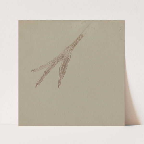 Vogelpoot (1873 - 1917) by Theo van Hoytema