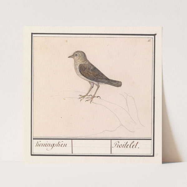 Vogeltje, mogelijk een winterkoninkje (Troglodytes troglodytes) (1596-1610) by Anselmus Boëtius de Boodt