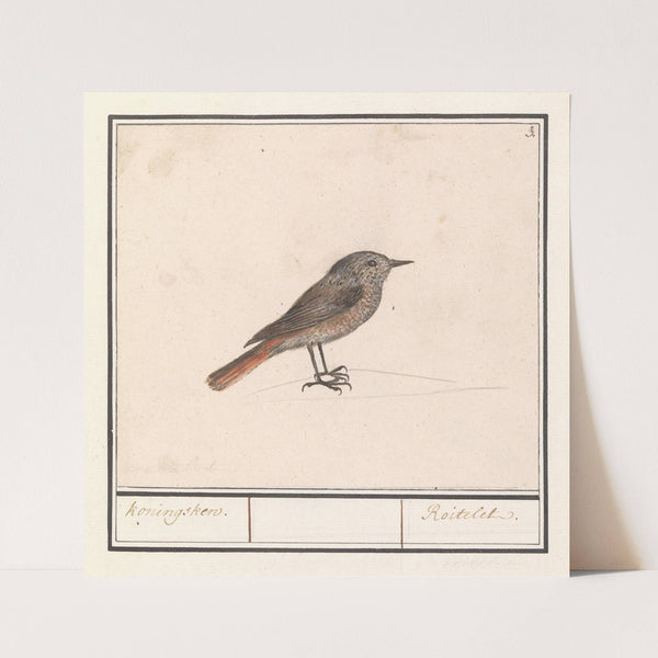 Vogeltje, mogelijk een winterkoninkje (Troglodytes troglodytes). (1596-1610) by Anselmus Boëtius de Boodt